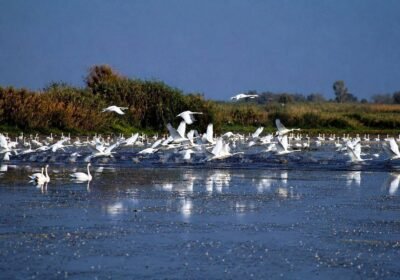 Srebarna Nature Reserve: Bulgaria’s UNESCO Wetland Sanctuary